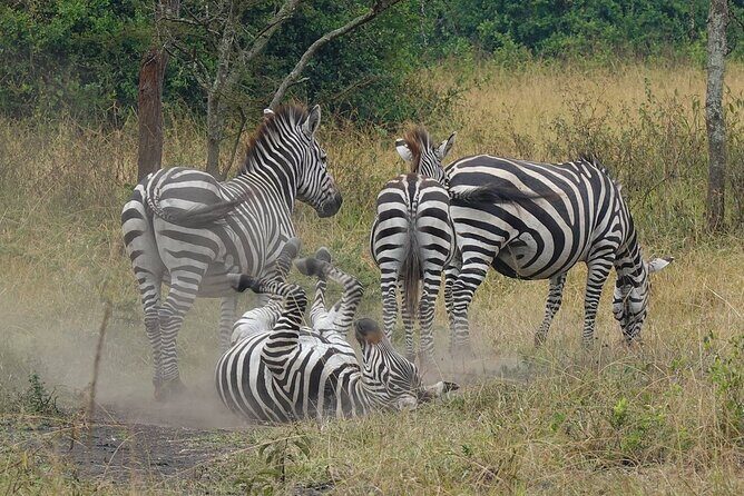 10-Day Big-7 Private Tour Experience in Uganda Safari - Bwindi: Ishasha tree-climbing lions and then the gorilla trek day