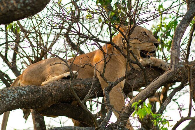 10-Day Big-7 Private Tour Experience in Uganda Safari - Lake Mburo: safari finish with a Saltlick nature walk on Day 10