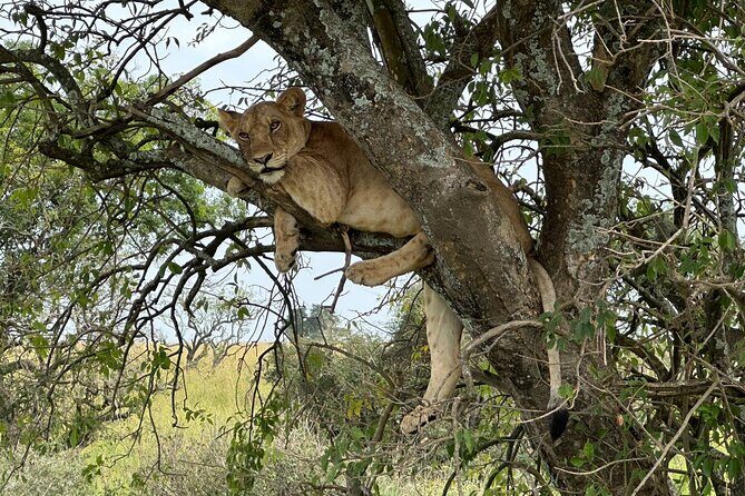 10 Day Uganda Memorable Lifetime Gorilla and Chimpanzee Safari - Entebbe to Kampala: a smooth start before the safari grind