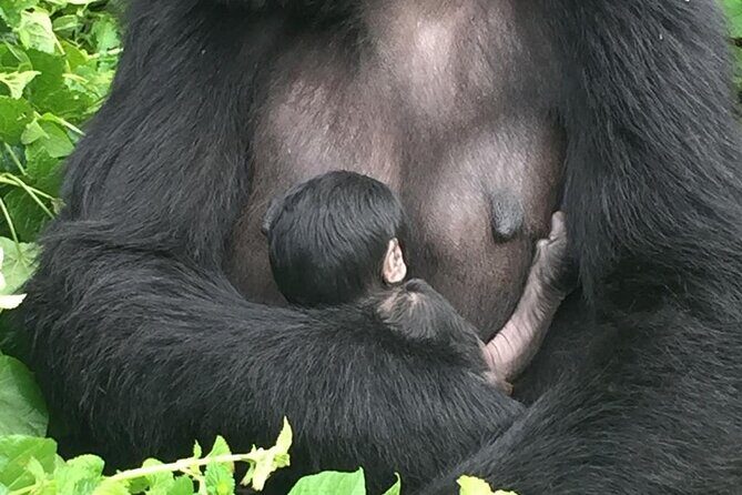 10 Day Uganda Memorable Lifetime Gorilla and Chimpanzee Safari - Lake Mburo National Park: ancient rocks, guided walks, and horseback with an armed ranger