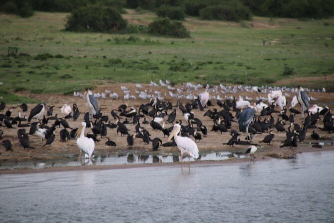 10 Day Western Uganda Budget Wildlife Safari - Why Western Uganda works in one 10-day route