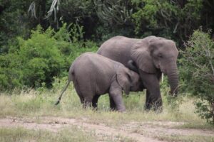10 Day Western Uganda Budget Wildlife Safari - Day 1: Ziwa Rhino Sanctuary, then Murchison Falls