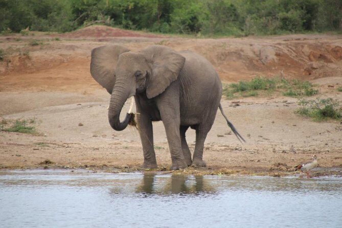 10 Day Western Uganda Budget Wildlife Safari - Day 3: Kibale Forest via Fort Portal, with a Murchison Falls viewpoint stop