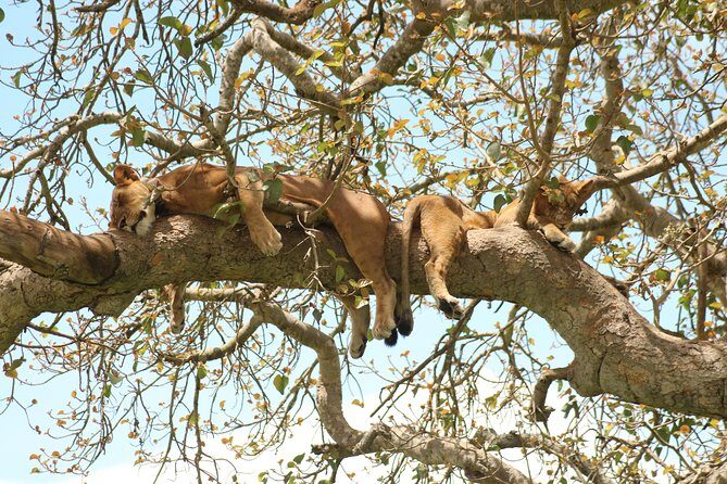 10 Day Western Uganda Budget Wildlife Safari - Day 4: Chimp trekking in Kibale, then Queen Elizabeth National Park