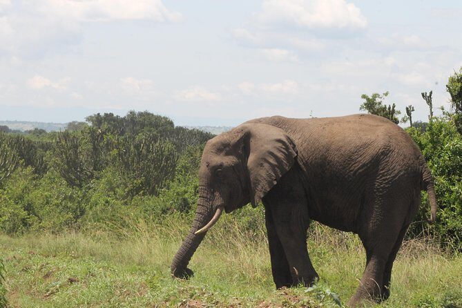 10-Day Wildlife Big 5, Murchison Falls and Gorilla Safari - Why This Safari Feels Practical (Not Just Big-Name Wildlife)