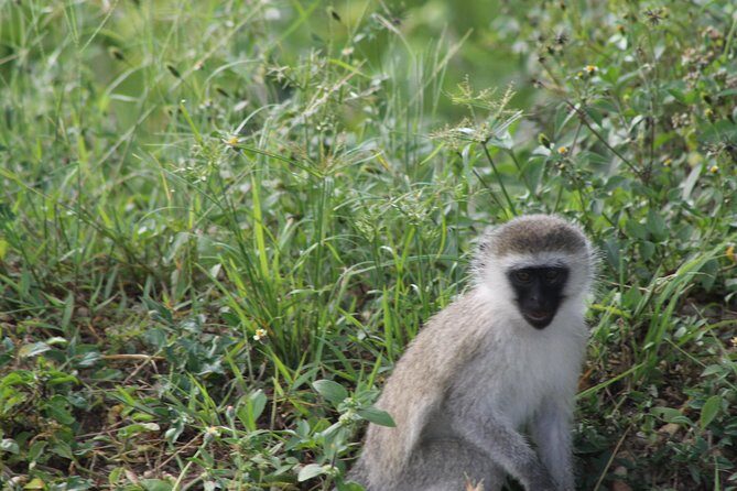 10-Day Wildlife Big 5, Murchison Falls and Gorilla Safari - Quick Hits You’ll Actually Care About