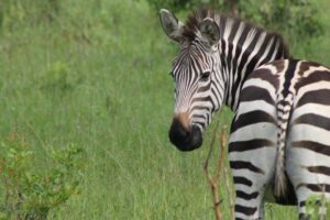 10-Day Wildlife Big 5, Murchison Falls and Gorilla Safari - Entebbe Start: Botanical Garden Calm Before Safari Noise