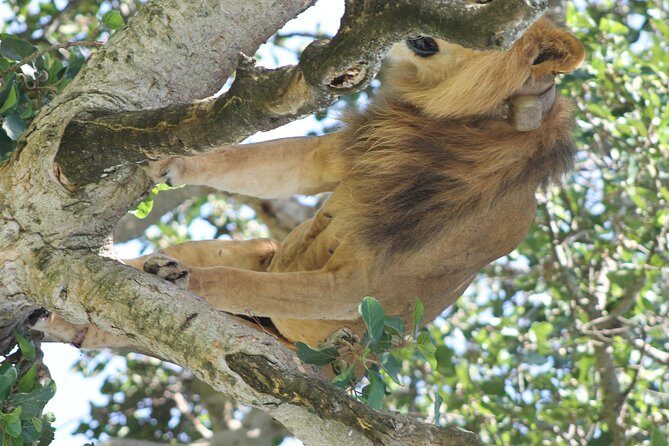 10-Day Wildlife Big 5, Murchison Falls and Gorilla Safari - Murchison Falls: Rhinos, Game Drives, and the Nile’s Loudest Moments