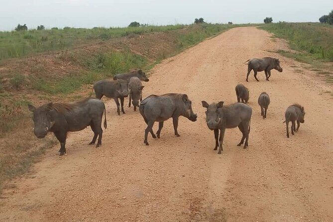 10-Day Wildlife Big 5, Murchison Falls and Gorilla Safari - Queen Elizabeth National Park: Kasenyi Game Drive and Kazinga Channel Wildlife
