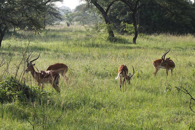 10-Day Wildlife Big 5, Murchison Falls and Gorilla Safari - Bwindi Through Ishasha: Tree-Climbing Lions and Mountain Gorilla Time