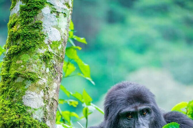 10-Day Wildlife Big 5, Murchison Falls and Gorilla Safari - Lake Bunyonyi Context and Another Gorilla Sanctuary Day