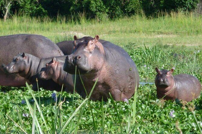 10-Day Wildlife Big 5, Murchison Falls and Gorilla Safari - Lake Mburo: Eland, Zebras, and a Walk With an Armed Ranger