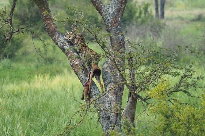 10 Days Affordable Gorilla Trekking Holiday - Kibale Forest for chimpanzees: permits, rangers, and Bigodi culture time
