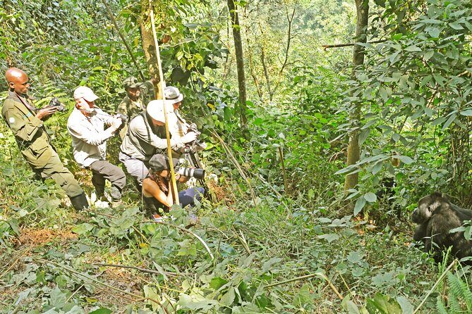 10 Days Affordable Gorilla Trekking Holiday - Bwindi gorilla trekking: the 8am briefing and why the one-hour viewing feels huge