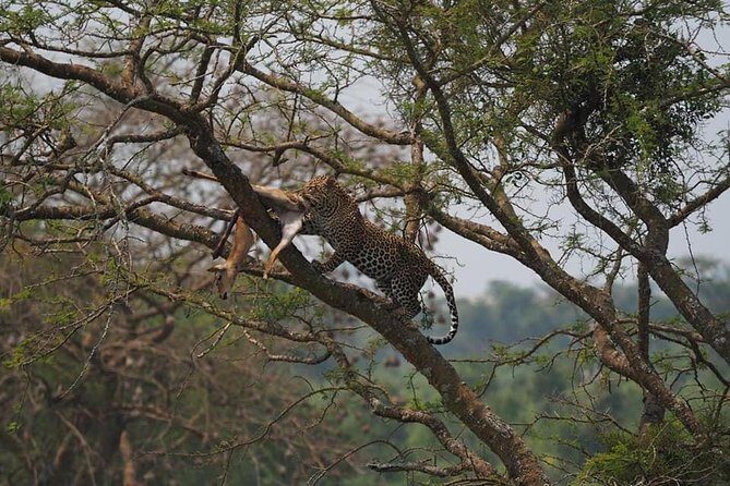 10 Days Affordable Gorilla Trekking Holiday - Mgahinga golden monkeys and a lake boat day for birds and break time