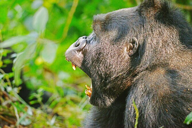 10 Days Affordable Gorilla Trekking Holiday - Lake Mburo cycling safari plus Igongo Cultural Center stop