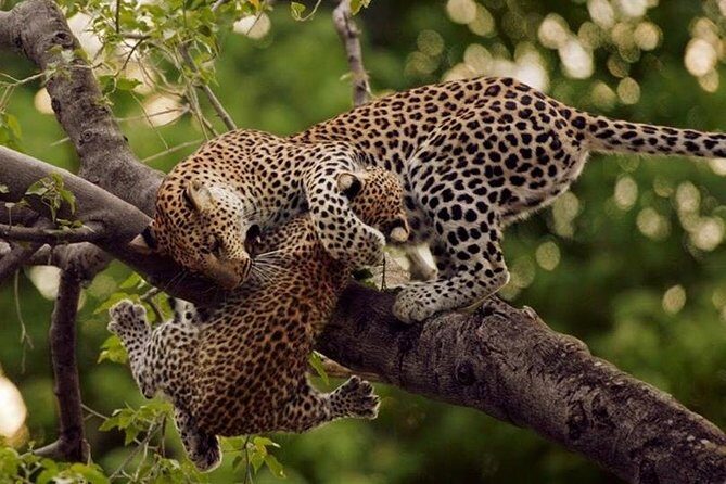 10 Days Affordable Gorilla Trekking Holiday - Queen Elizabeth: Kasenyi game drive plus Kazinga Channel boat safari