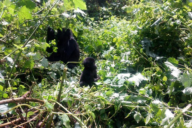 10 Days Uganda Gorilla & Chimpanzee Trekking Safari - Key highlights at a glance