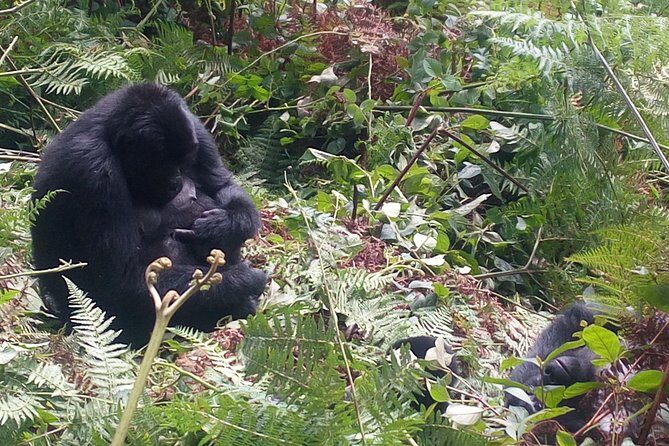 10 Days Uganda Gorilla & Chimpanzee Trekking Safari - Entebbe start day: flexible city time plus an early safari rhythm