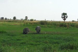 10 Days Uganda Gorilla & Chimpanzee Trekking Safari - Murchison Falls: game drive mornings and a Nile boat ride to the falls
