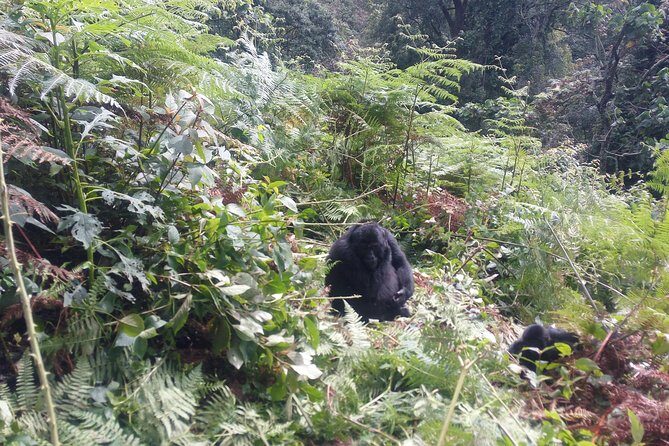 10 Days Uganda Gorilla & Chimpanzee Trekking Safari - Kibale Forest primate country: chimp trekking with real ranger guidance