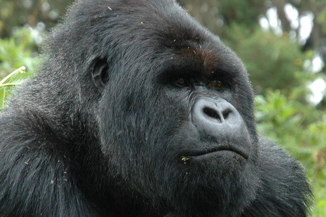 10 Days Uganda Gorilla & Chimpanzee Trekking Safari - Kanyanchu to chimps again: what to wear for hours in forest shade