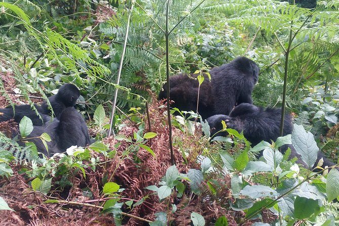 10 Days Uganda Gorilla & Chimpanzee Trekking Safari - Ishasha tree-climbing lions: the thrill stop on the way to Bwindi