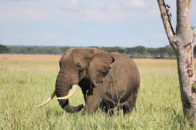 10 Days Uganda Gorilla, Chimpanzee & Wildlife Safari - Murchison Falls Days: game drive plus a boat cruise to the base