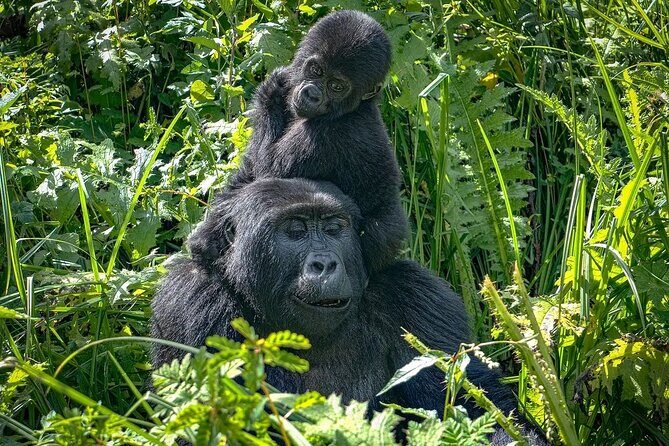 10-Days Uganda Gorillas and Chimpanzee Wildlife Discovery - Day 1 in Entebbe: getting oriented the easy way