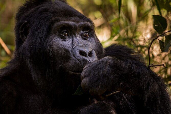 10-Days Uganda Gorillas and Chimpanzee Wildlife Discovery - Queen Elizabeth National Park: sunrise drives and Kazinga Channel hippos