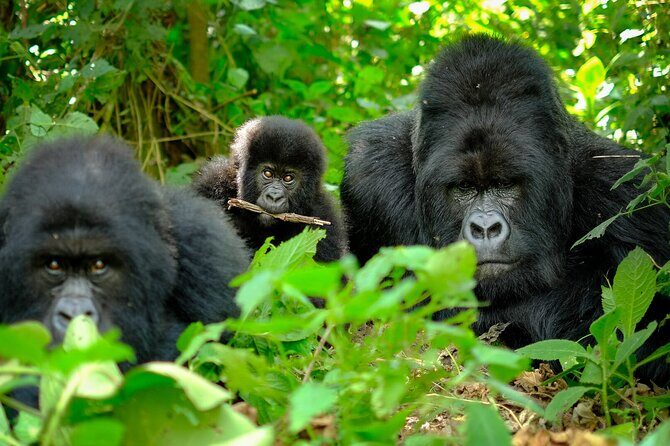 10-Days Uganda Gorillas and Chimpanzee Wildlife Discovery - Lake Mutanda: the pause before gorilla day