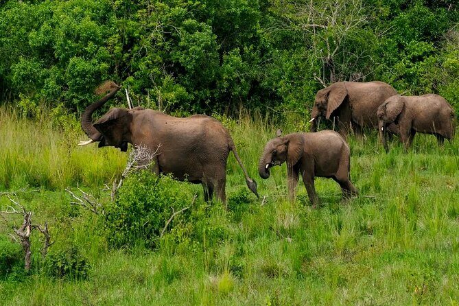 10-Days Uganda Gorillas and Chimpanzee Wildlife Discovery - Day 10 return: Entebbe drive and what is not included