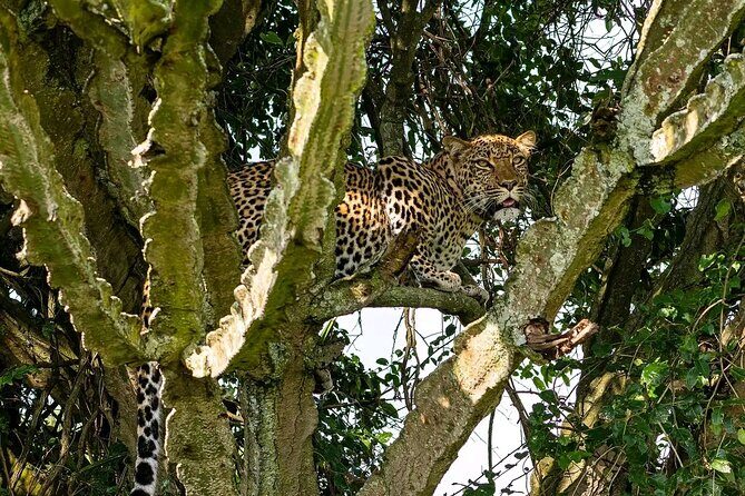 10-Days Uganda Gorillas and Chimpanzee Wildlife Discovery - Murchison Falls National Park: Nile wildlife plus the falls hike