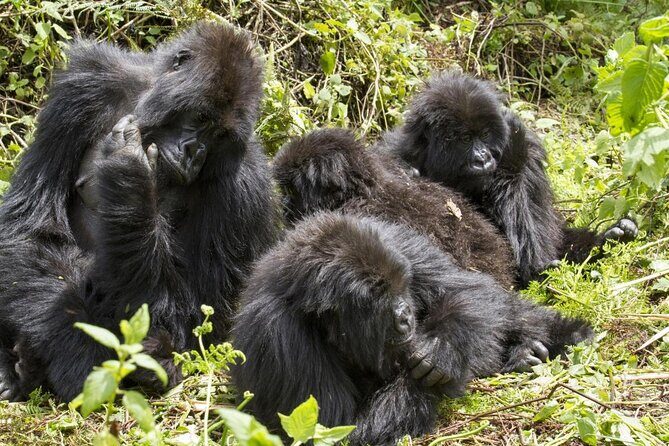10 Days Uganda Safari with Gorillas - Key highlights you should care about