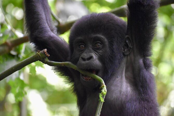 10 Days Uganda Safari with Gorillas - Price and what’s actually included for $4,500