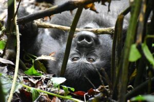 10 Days Uganda Safari with Gorillas - Day 1 in Kampala: a proper start, not just arrival stress