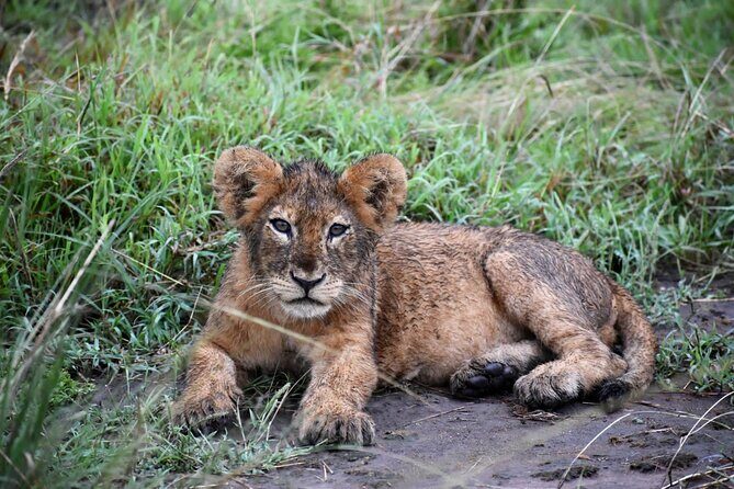 10 Days Uganda Safari with Gorillas - Days 2–3: Ziwa rhinos and Murchison Falls wildlife time