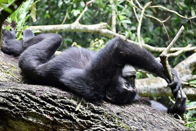 10 Days Uganda Safari with Gorillas - Day 4: Bigodi Swamp nature walk and community connection