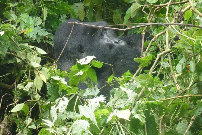 10 Days Uganda Safari with Gorillas - Days 5–6: Kibale chimps to Queen Elizabeth savanna and Kazinga moments
