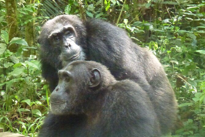 10 Days Uganda Safari with Gorillas - Day 8: Bwindi gorilla trekking, small-group rules, and the certificate moment
