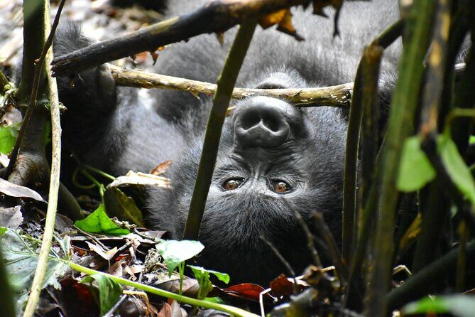 10 Days Uganda Safari with Gorillas - Day 1 in Kampala: a proper start, not just arrival stress