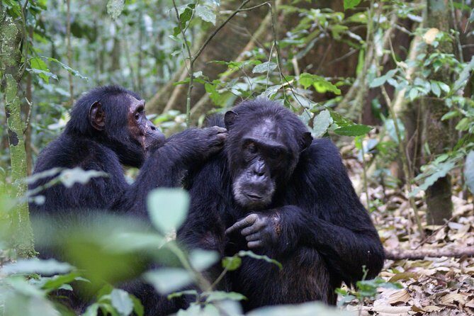 11 Days Uganda +Gorillas - Uganda’s savannah meets rainforest, and you get both