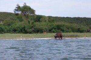 11 Days Uganda +Gorillas - Getting oriented in Entebbe before the big parks