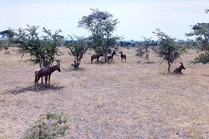 11 Days Uganda +Gorillas - Murchison Falls National Park: where the savannah feels alive