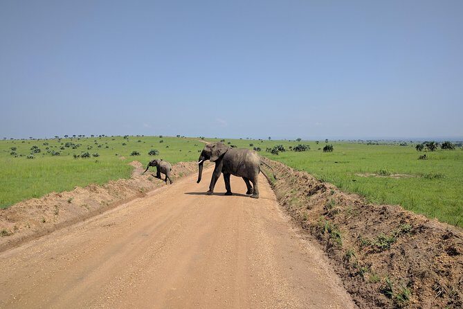 11 Days Uganda +Gorillas - Queen Elizabeth National Park: the animals you came for, in a dramatic setting