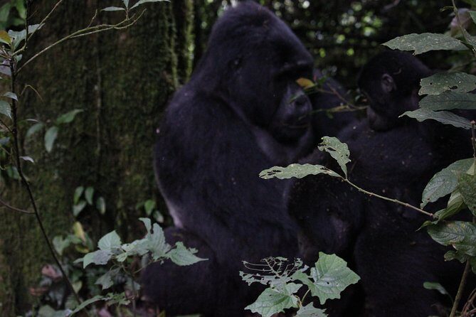 11 Days Uganda +Gorillas - Bwindi gorilla area: the trek that shifts your whole day