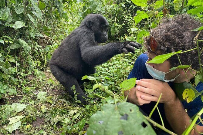 12-Day Moderately Priced Pearl of Africa - Uganda Private Safari - Murchison Falls: Top of the Falls, Then a Nile Boat That Makes You Slow Down
