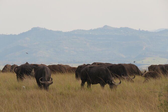 12-Day Moderately Priced Pearl of Africa - Uganda Private Safari - Kibale Forest and Bigodi Wetlands: Chimp Tracking Without Losing the Forest
