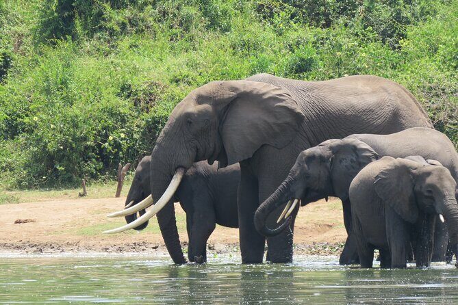 12-Day Moderately Priced Pearl of Africa - Uganda Private Safari - Ishasha Tree-Climbing Lions, Then Bwindi’s Gorilla Country