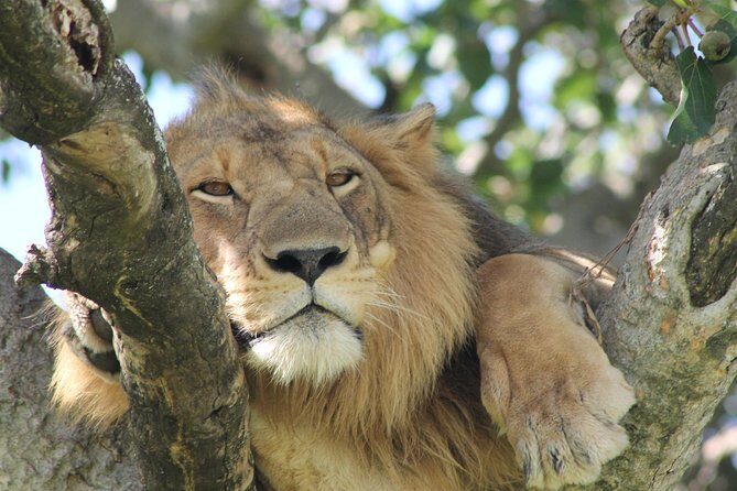 12-Day Pearl of Africa Wildlife and Adventure Highlights - Key highlights you should care about